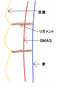 リガメントＢ