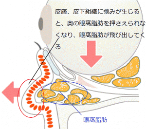 eye_kuma_i_02