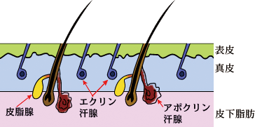 ワキガ・多汗症のメカニズム